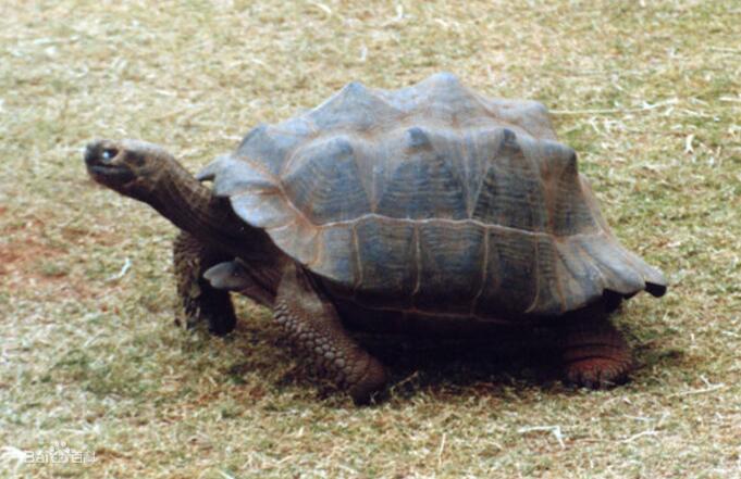 ==的区别 做和作的区别 ==的区别 做和作的区别