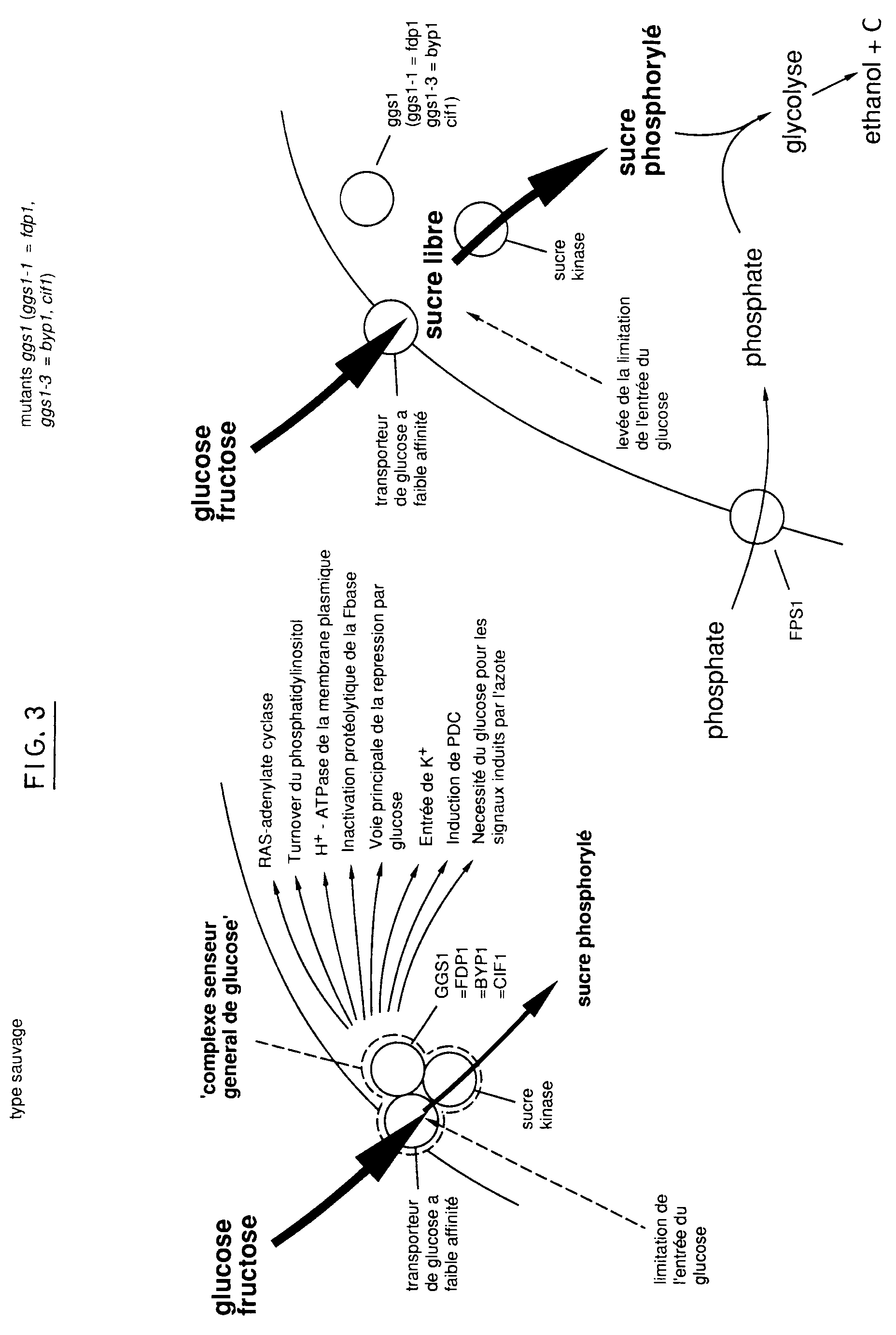 strain和stress区别 strain和stretch的区别 strain和stress区别 strain和stretch的区别