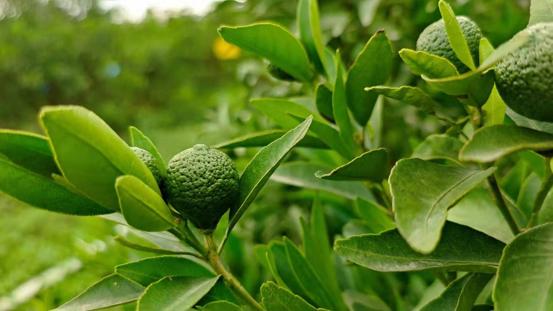 bb树区别吗 b树和b+树区别 bb树区别吗 b树和b+树区别