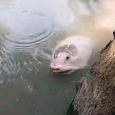 显然突然的区别 显然竟然突然区别 