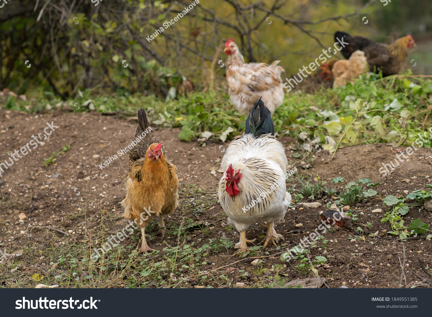 chickrooster区别 chicken rooster区别 